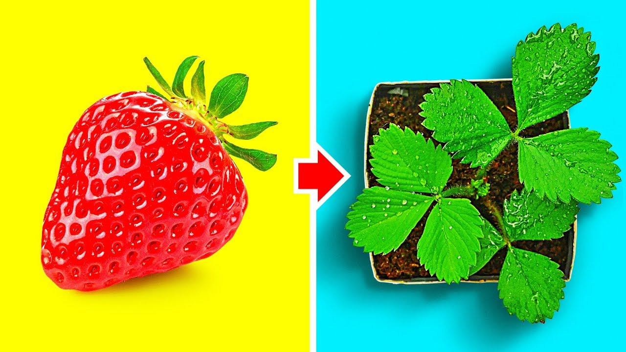 AWESOME GARDEN HACKS THAT ACTUALLY WORKS