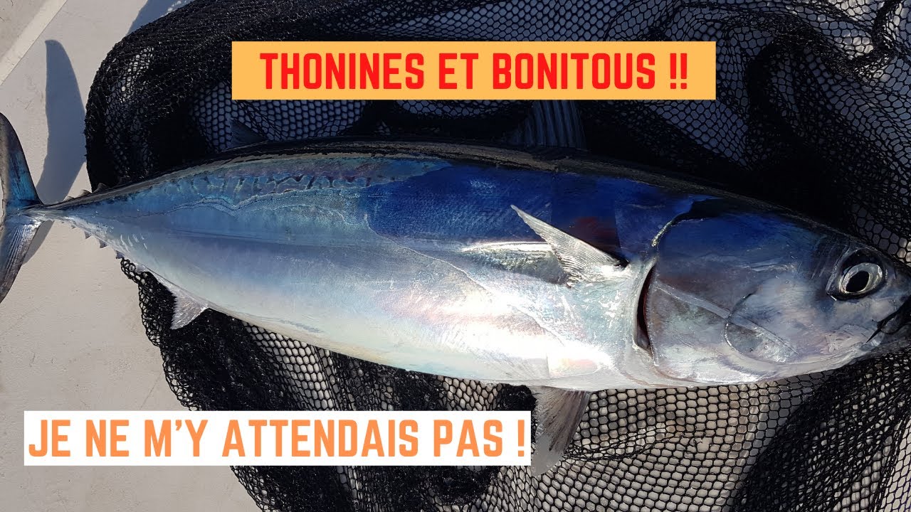 THONINES et BONITOUS - Je ne m'y ATTENDAIS PAS !