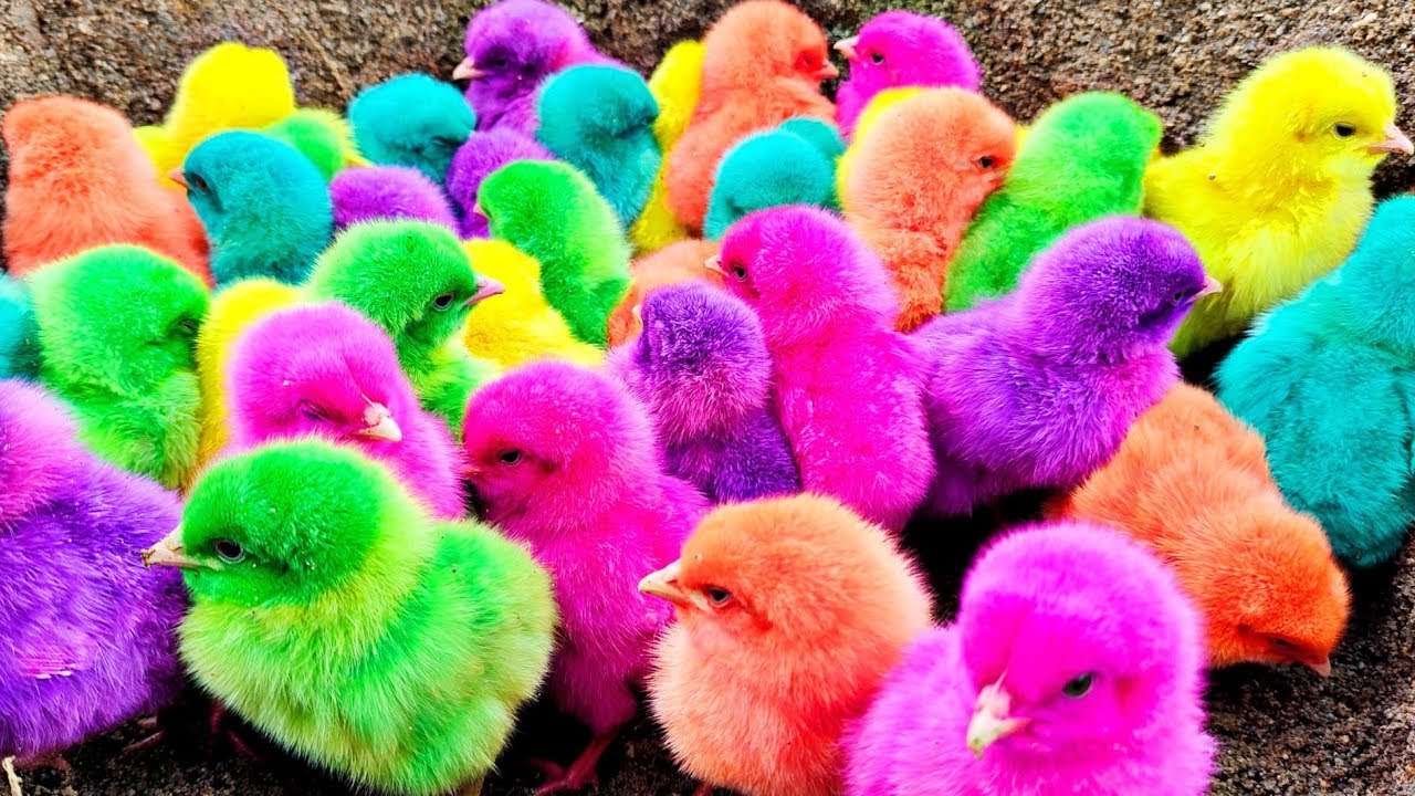 EXTREME CHICK CHALLENGE! Tiny Rainbow Chicks vs Mini Obstacle Course &ndash; Who Will Survive?