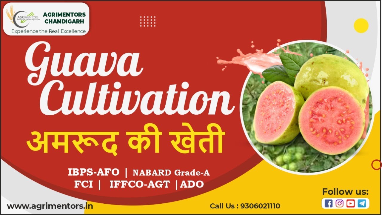 Guava Cultivation || अमरूद की खेती || Varieties || Propagation Methods || Disease || Disorder