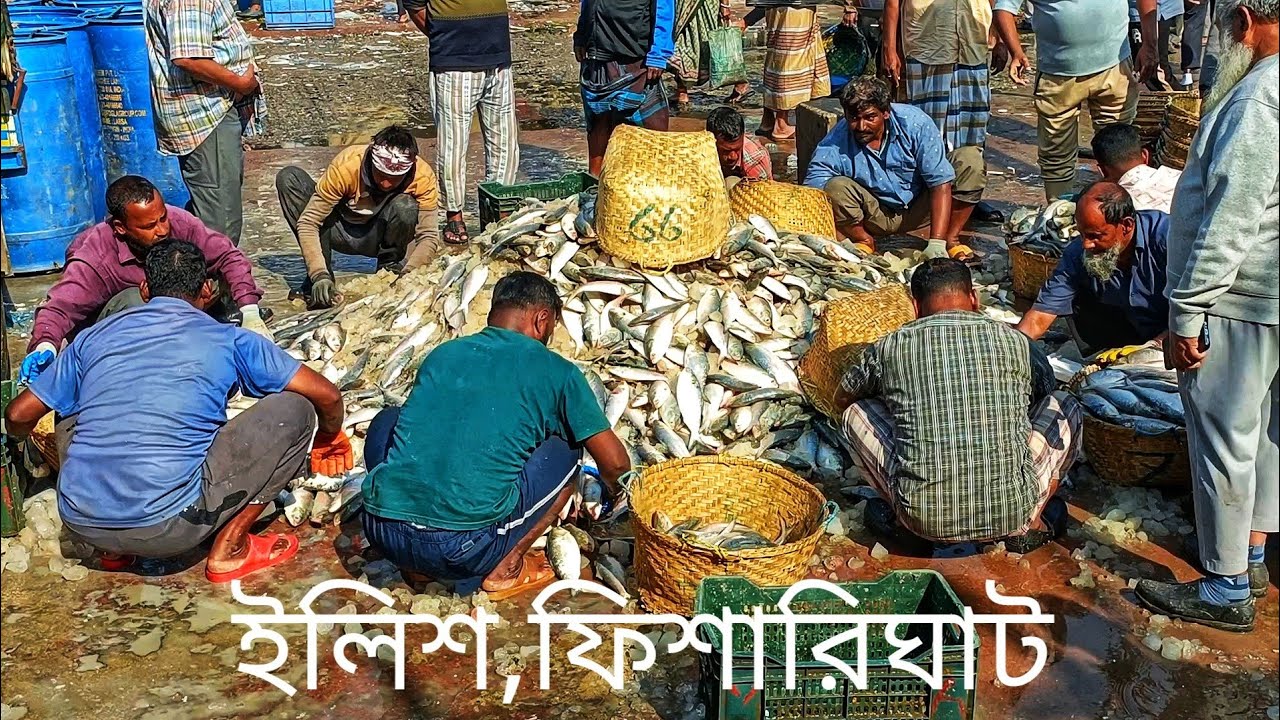ইলিশ মাছ পাবেন চট্টগ্রামের নতুন ফিশারিঘাট আসলে। 