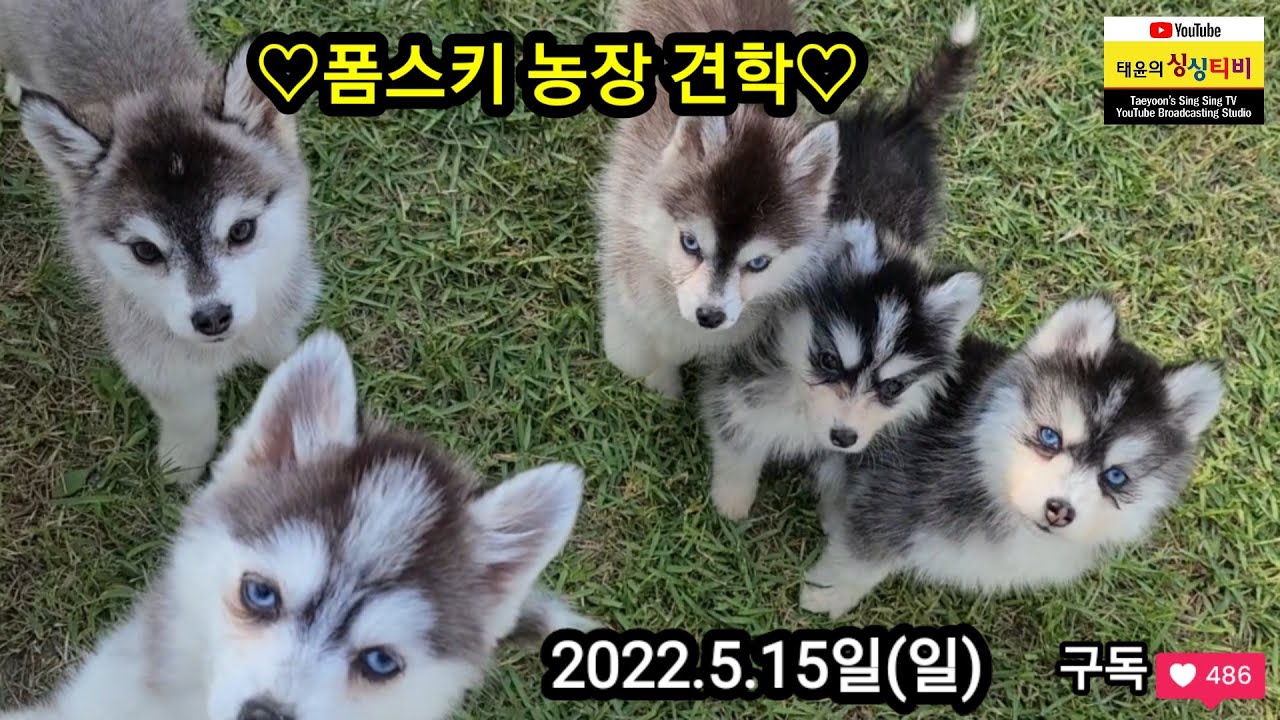 #태윤의싱싱티비 #폼스키농장소개(2022.5.15일)