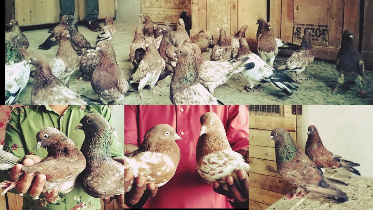 Top Quality Lalsire aur Lal Chappdar Kabutar Shezad Mansuri Ke Of Muzaffarnagar by SA Pigeon Loft.