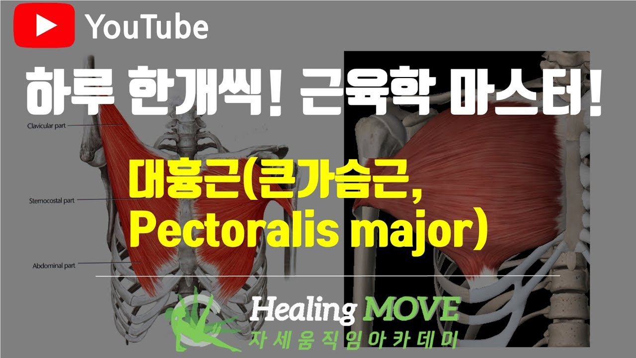 #2-13.대흉근(큰가슴근,pectoralis major)/근육학 마스터/referred pain/MPS/trigger point/힐링무브/healing move/자세움직임