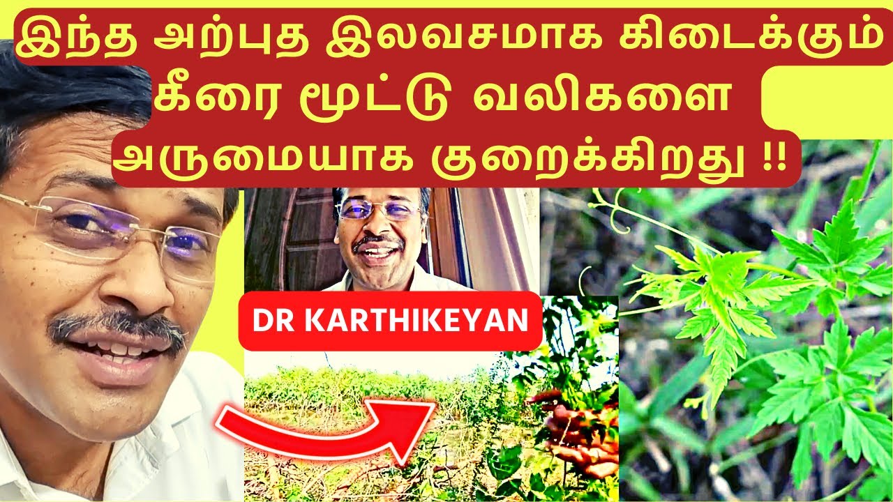 magic soup to reduce knee pain: 5 health benefits of drinking spinach soup (balloon vine)