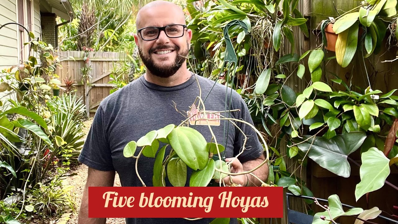 FIVE HOYAS IN BLOOM with Garden walk. #RAREHOYAS #urbanjungle