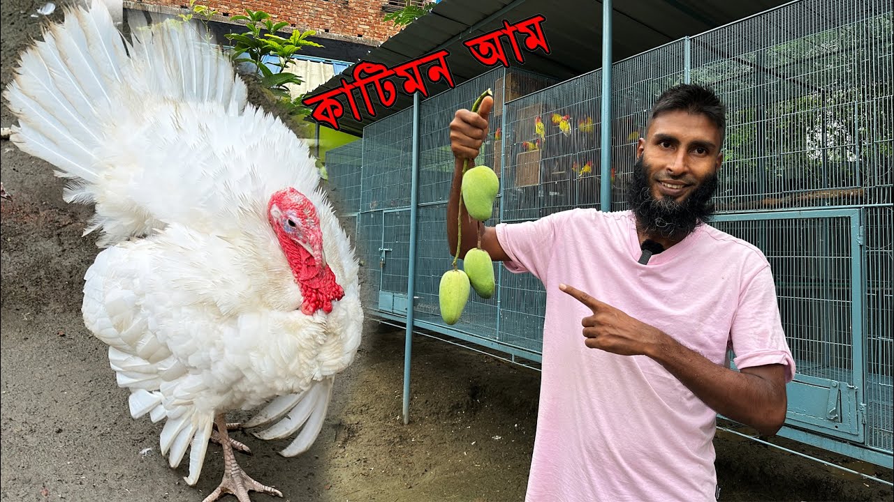 কাটিমন আম গুলো সব পেরেই ফেললাম || Bird's Canvas