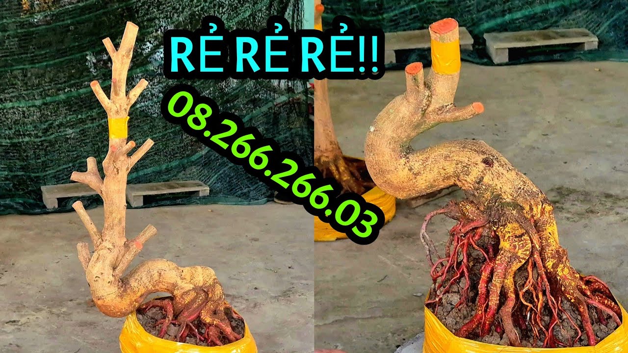 Rẻ Rẻ Rẻ!! Ngày 12/3 📲08.266.266.03 AN. Phôi mai Bonsai dáng Trực, Lắc, đế Vip Đặc. @AnChoGao 