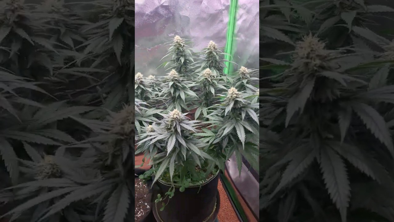 SOUR STRAWBERRIES Barney&rsquo;s Farm bloom week 4 growen with 250w,  @ErdGefluester, CalMag and BBBloom
