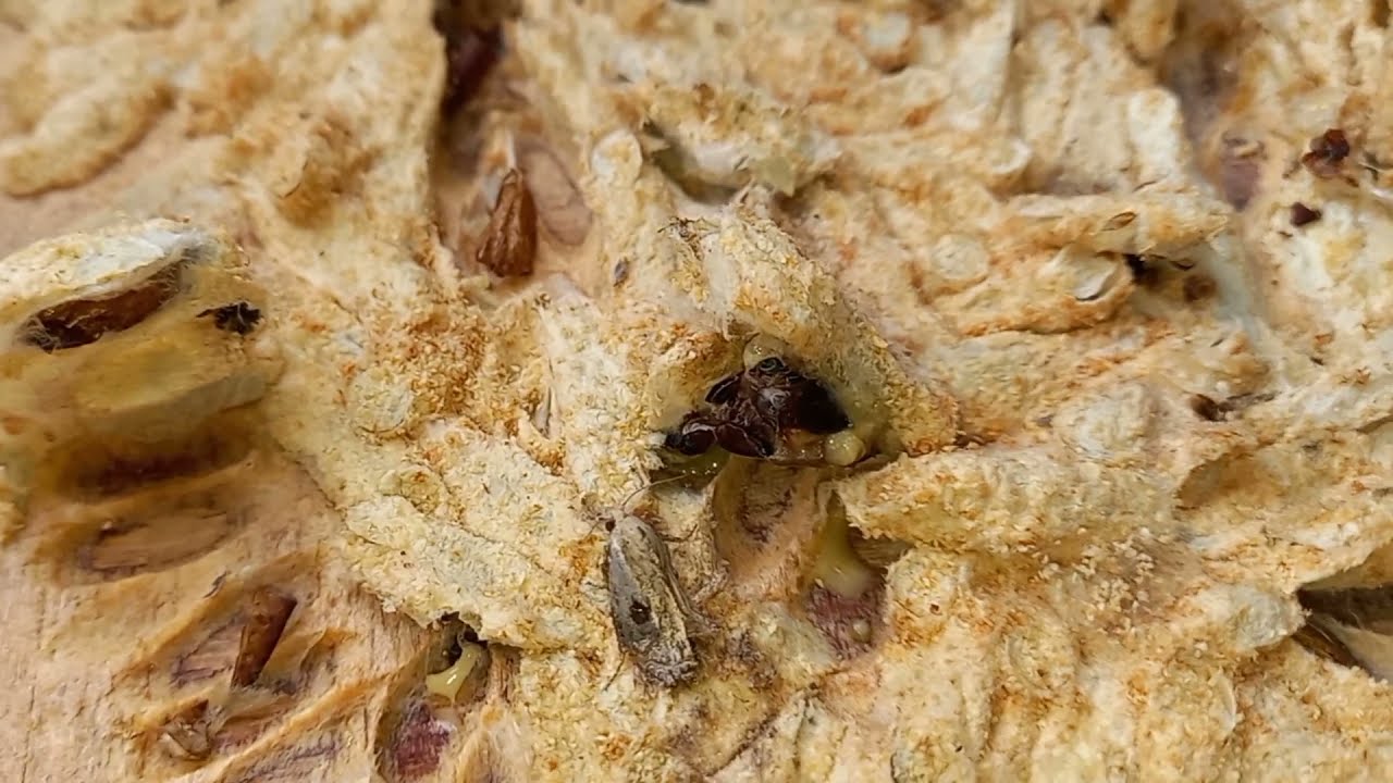 How to sort out a Waxmoth infested bee box.