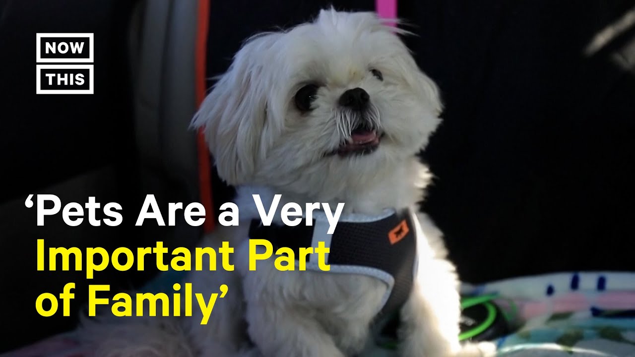 Dubai-Based Taxi Service Helps Pets Travel With Their Humans
