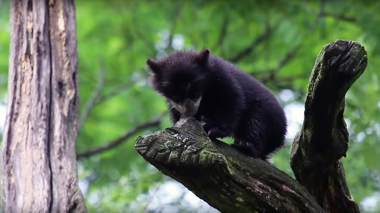 Zoo Z&uuml;rich Jungtier: Brillenb&auml;r