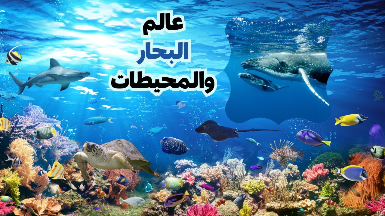 عالم البحار والمحيطات 🐬🌊 |الحلقة 5 هذا خلق الله |عجائب خلق الله في البحار