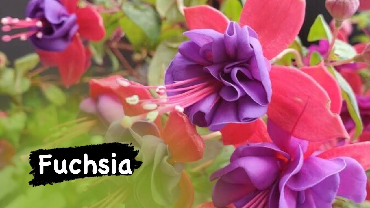 Küpe çiçeğiniz tomurcuk dökmesi.. Doğru bakım nasıl yapılır? #küpeliçiçeği #küpeçiçeği #fuchsia