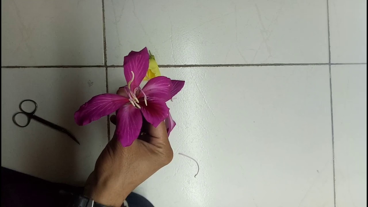 emasculation and bagging technique practicals 12th biology
