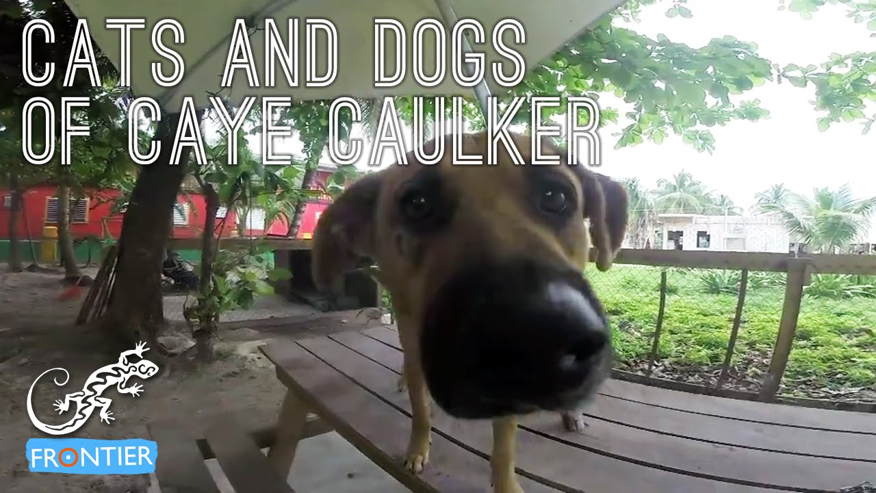 Cats and dogs of Caye Caulker