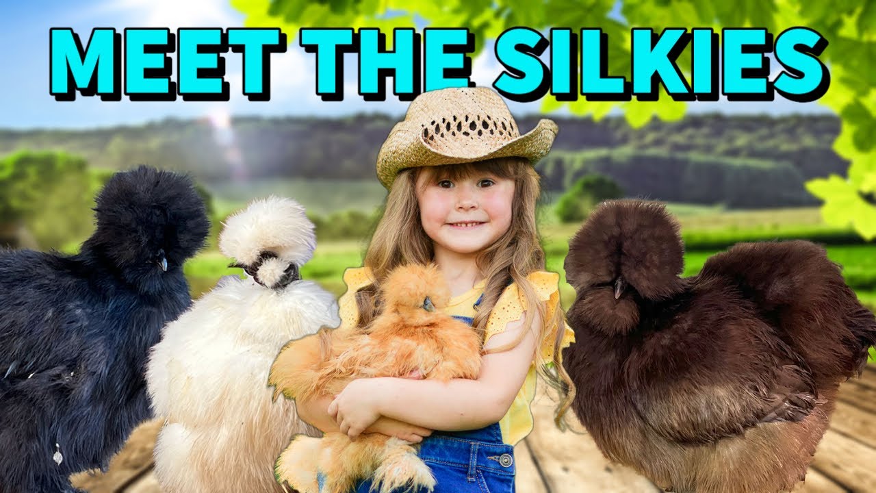 All About Our Silkie Chicken Flock