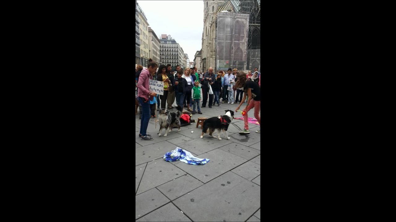 Dogs show , in Ustria
