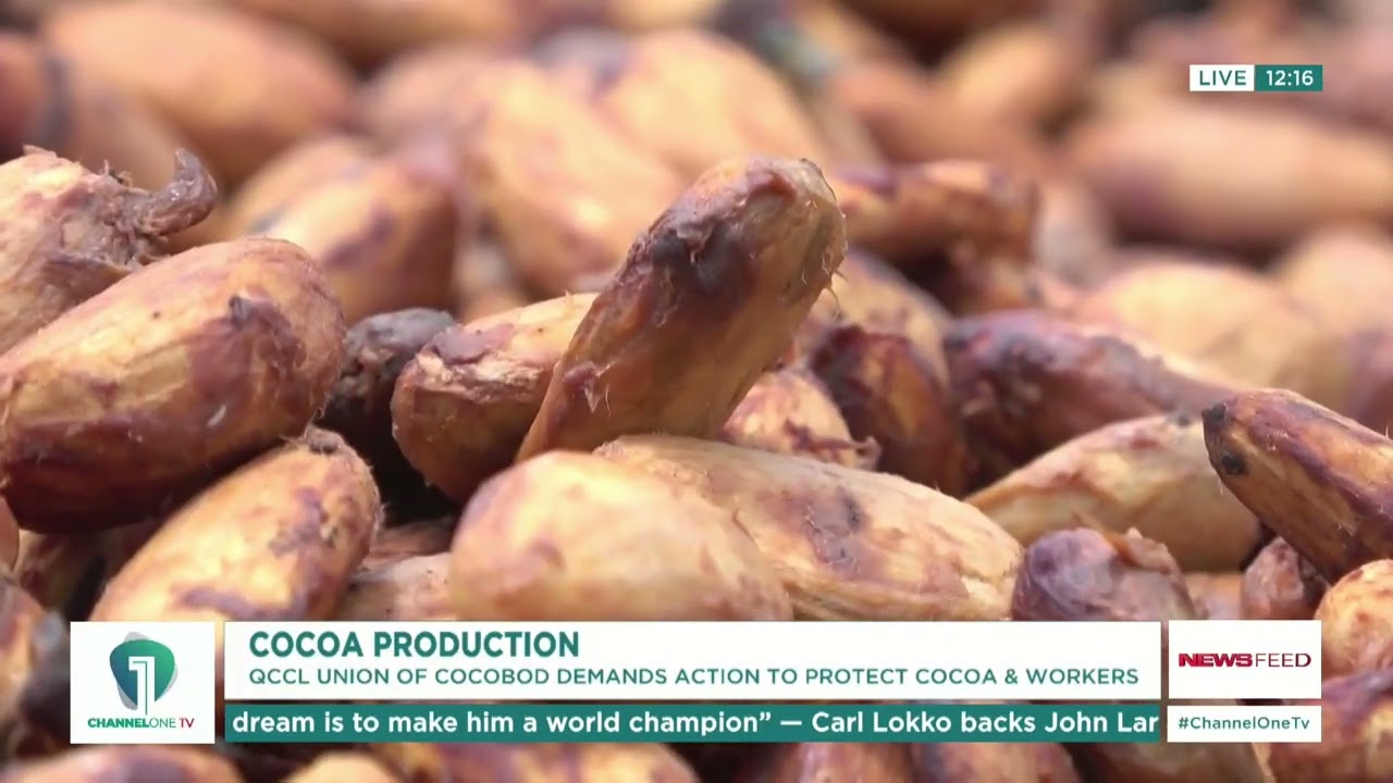Quality Control Company Raises Alarm on Cocoa Farm Worker Safety | News Feed
