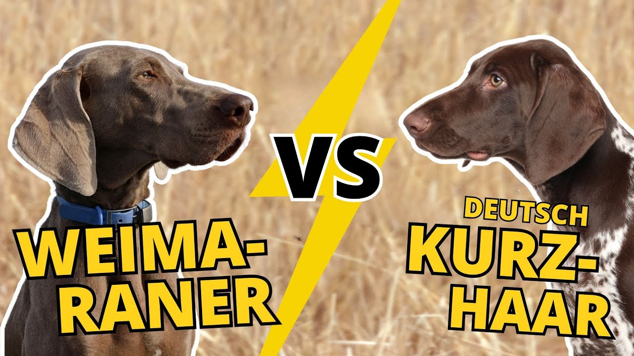 Weimaraner vs. Deutsch Kurzhaar: Welcher ist der BESSERE JAGDHUND?