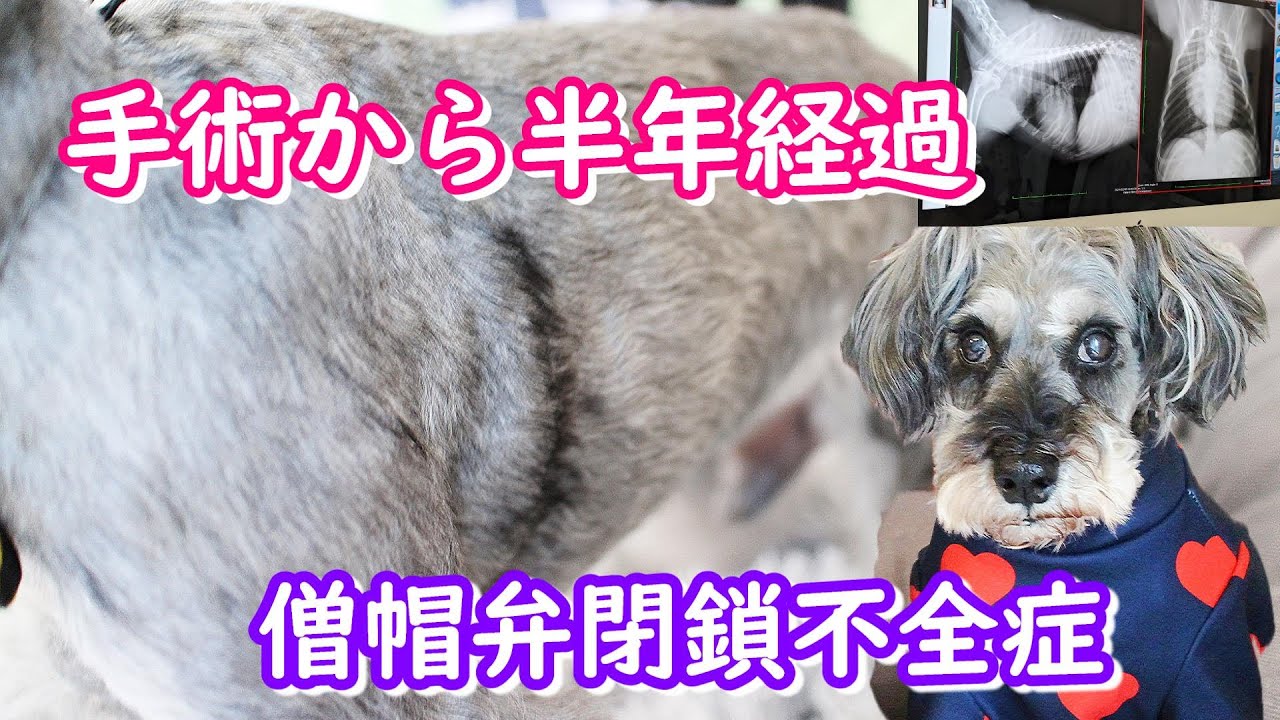 13歳で心臓手術して半年、今の状況 [シニア犬][僧帽弁形成術][心臓手術][僧帽弁閉鎖不全症][シュナウザー]