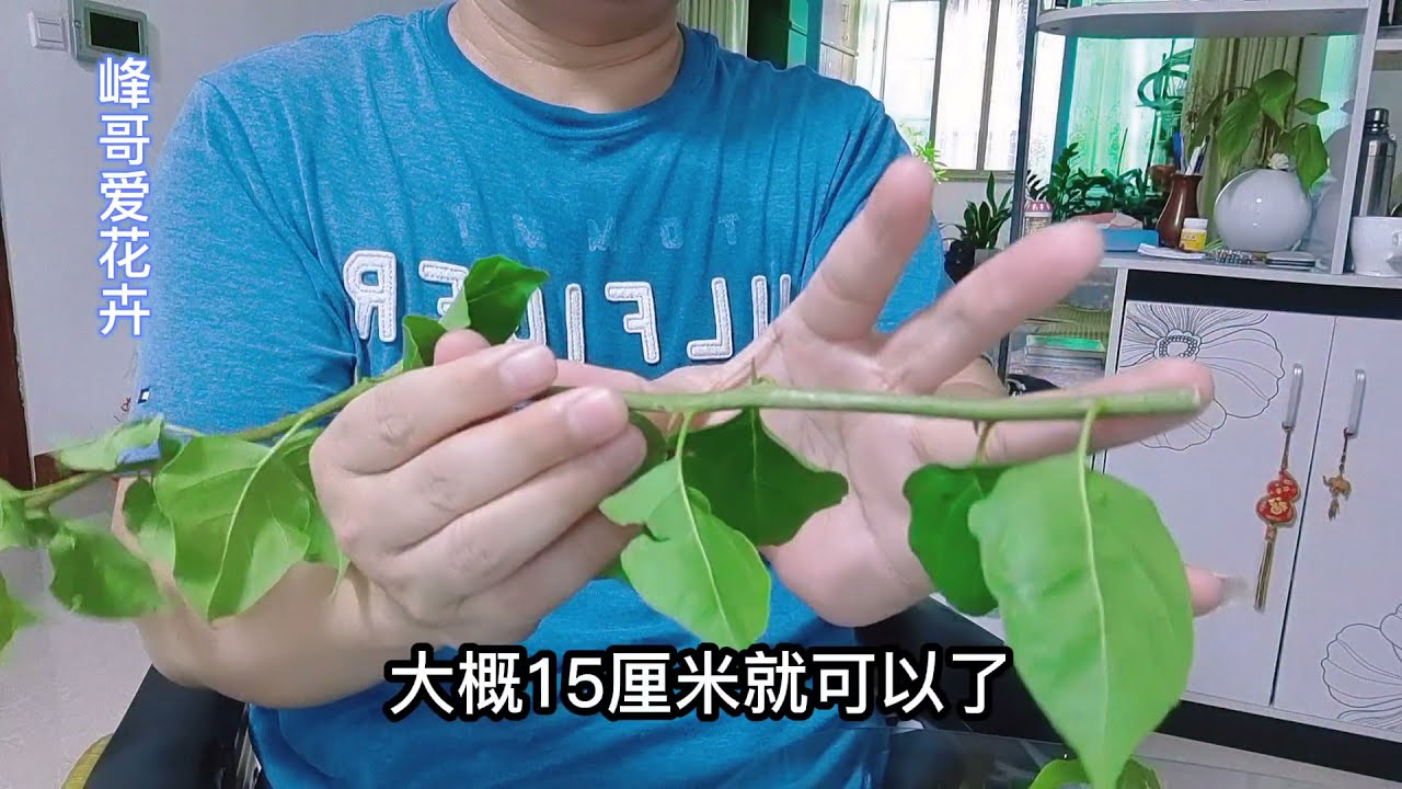 三角梅秋天这样扦插生根快、成活率高，每一步都很重要快来看看吧