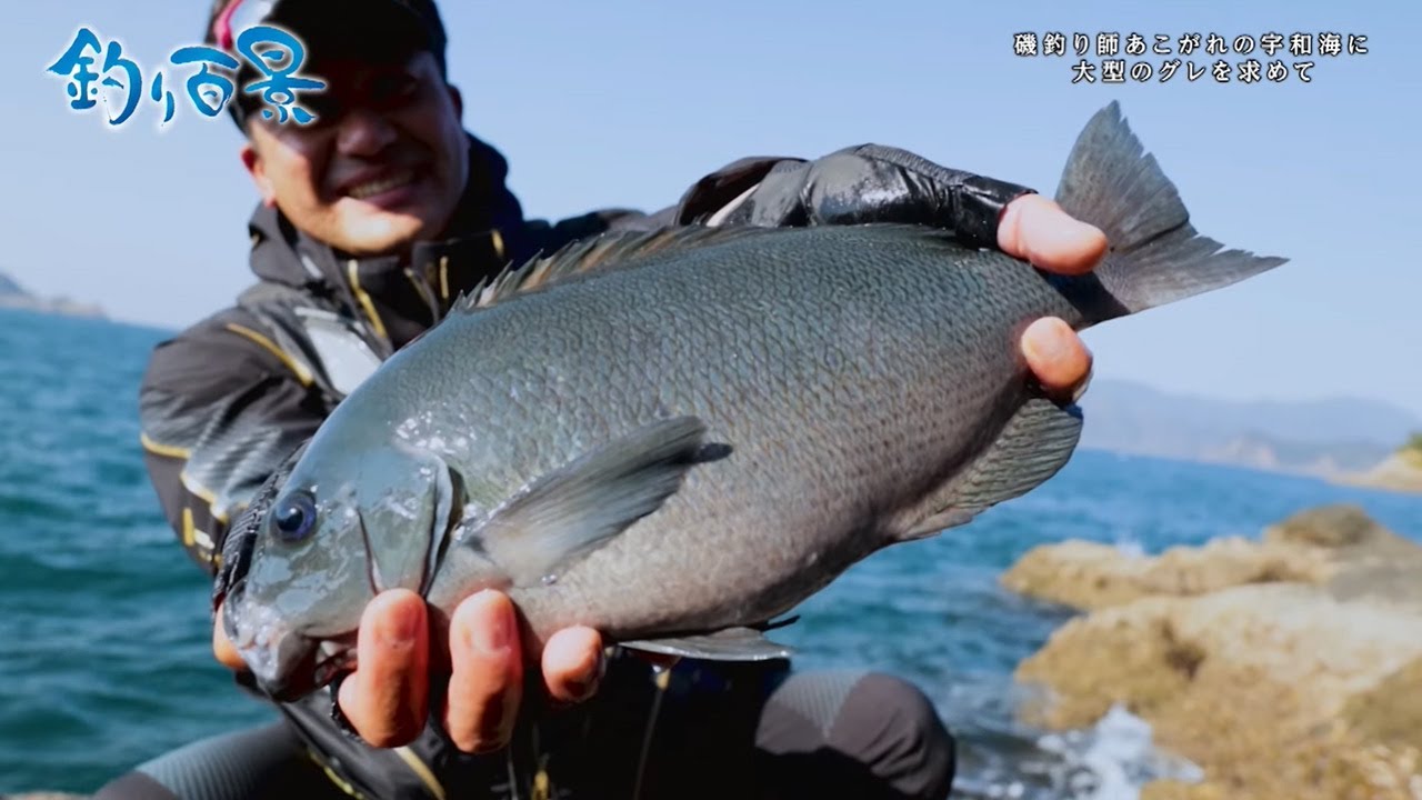 【釣り百景】#418 磯釣り師あこがれの宇和海に大型のグレを求めて