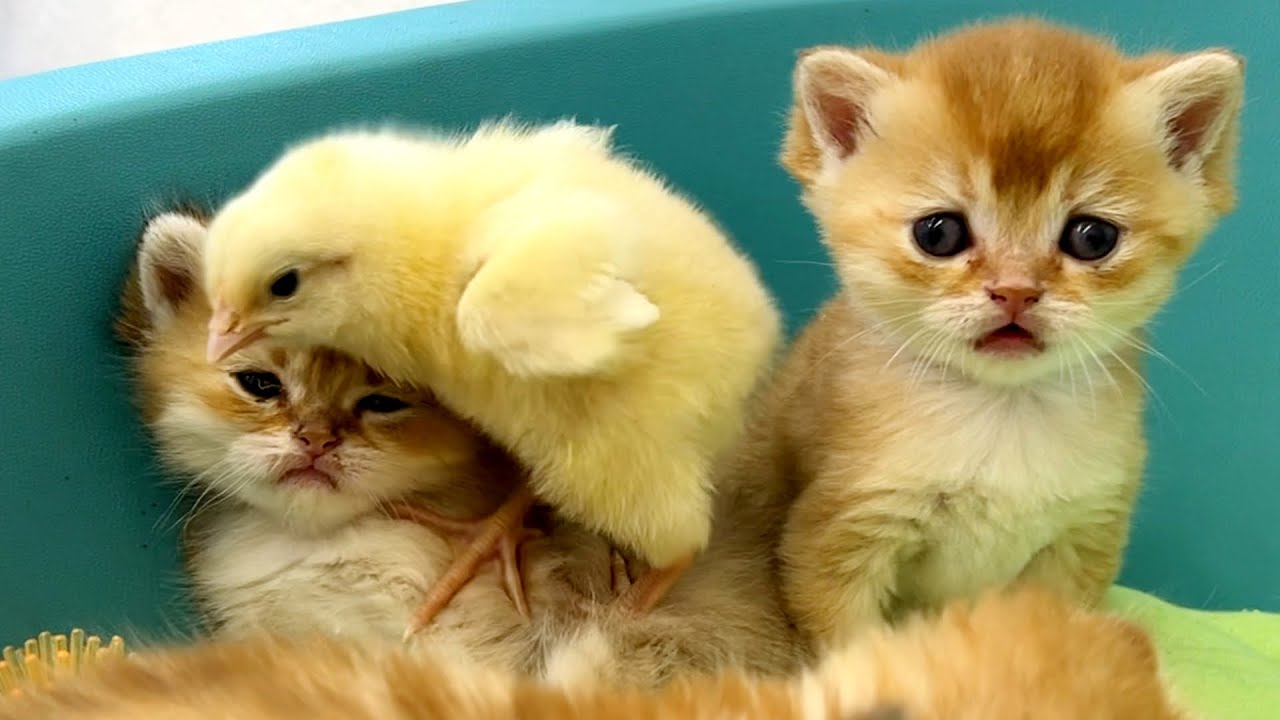 В мире царит мир👍!Цыплята ходят по котятам! Самоотверженная любовь.Так смешно 🤣мило