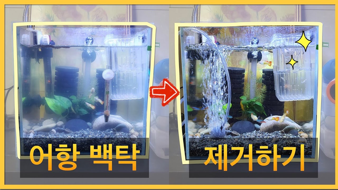 Guppy Fish 갑자기 어항에 백탁이 오면? 어항 백탁 제거하기!