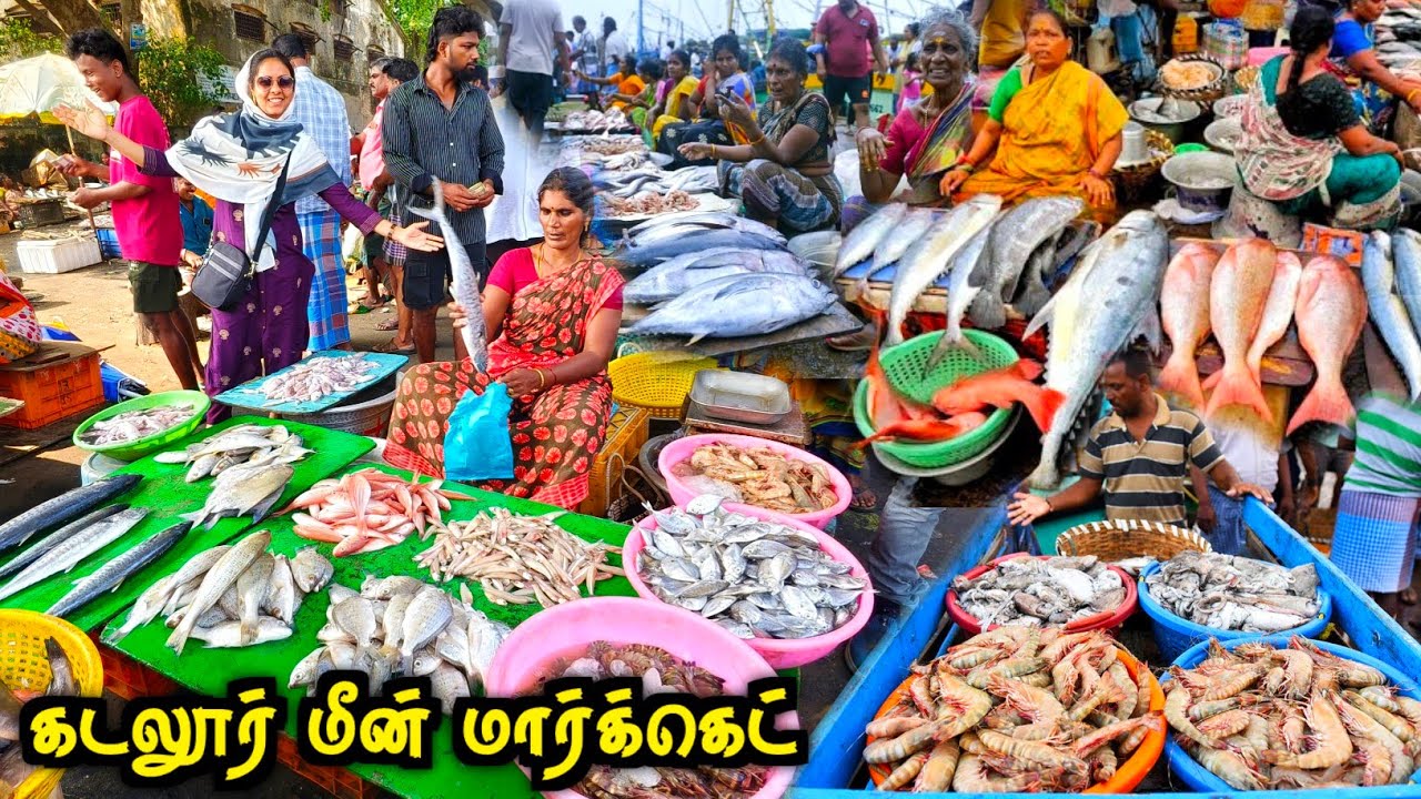 💯💥களைகட்டும் கடலூர் Harbour மீன் Market எல்லாமே Fresh-ஆன தூண்டில் மீன்கள்😍🔥| Media பட்டதாரி #fish