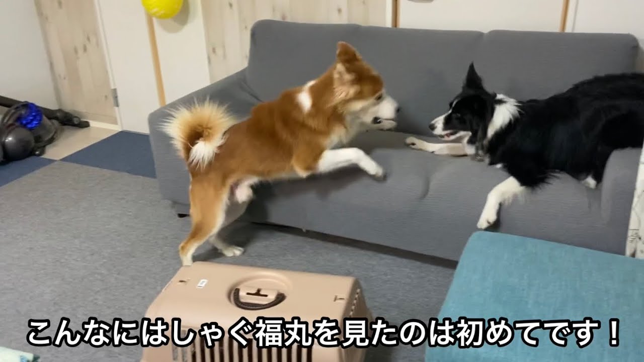 珍しく大はしゃぎで遊んでいた福丸。子犬の登場でテンションが一気に下がる