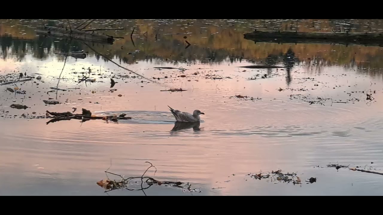 Burnaby Lake Bird Watching III Nov 2023