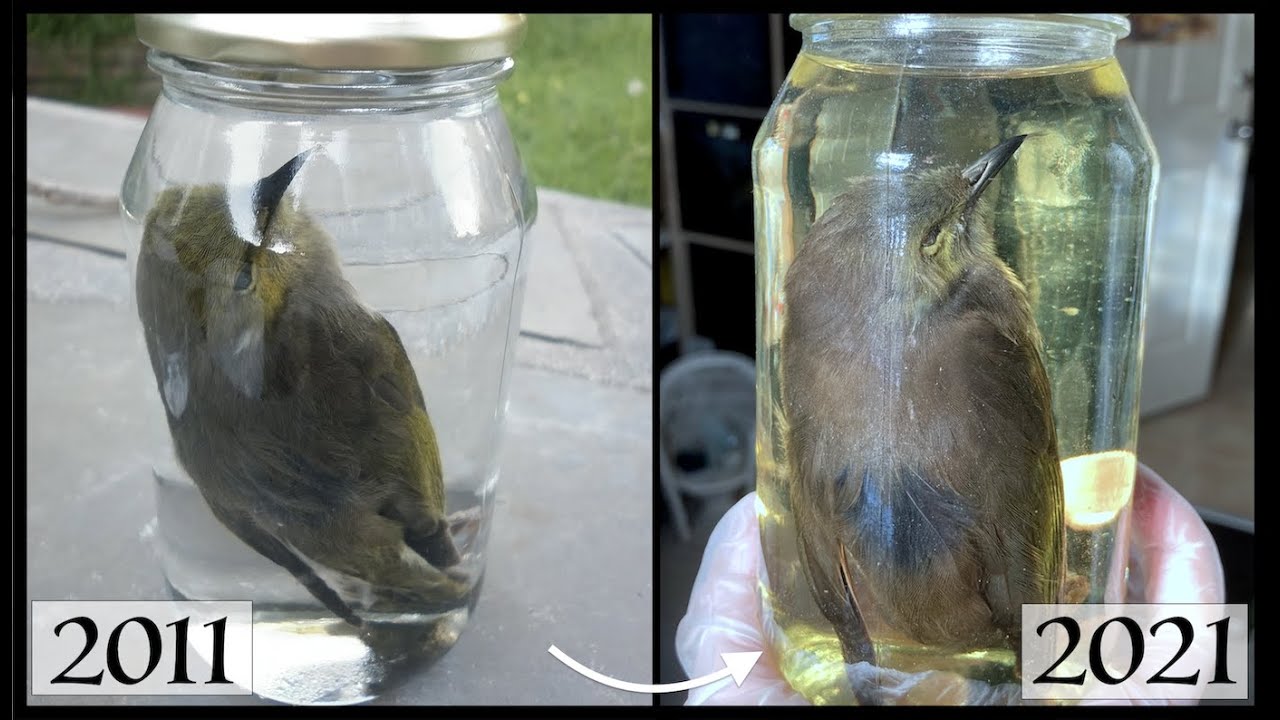 Preserving My First Wet Specimen & 10 Year Comparison