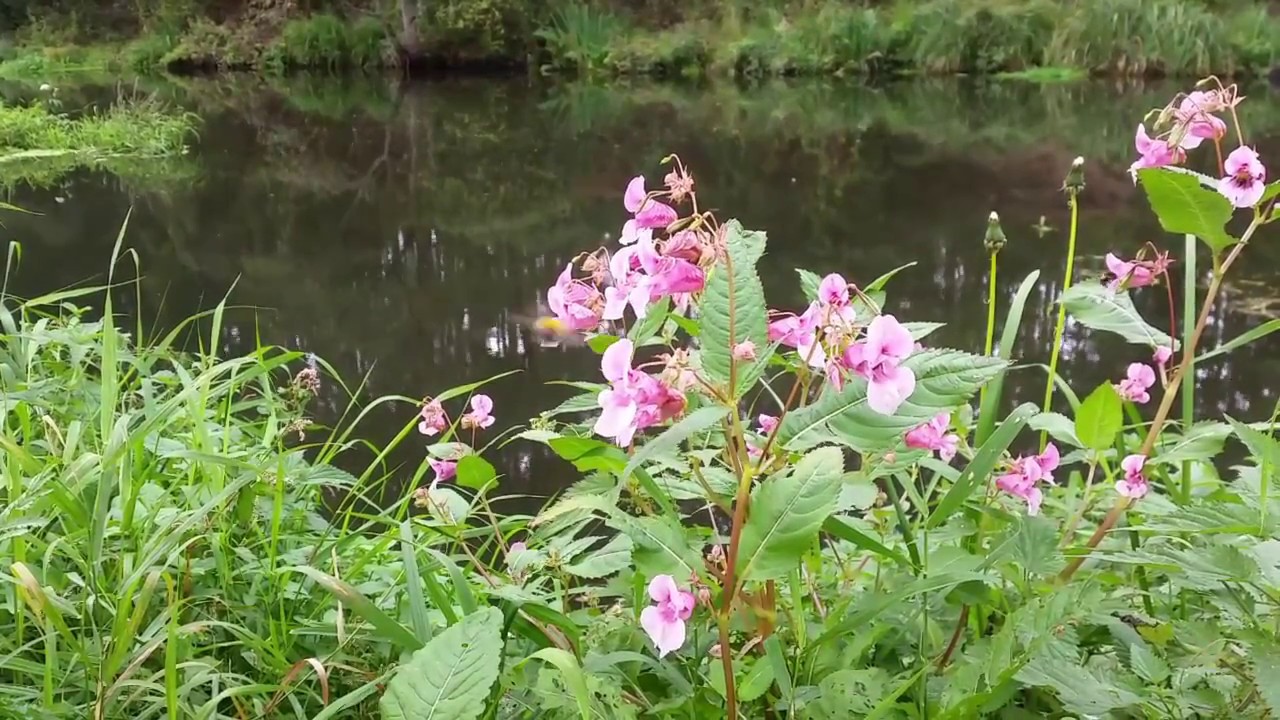 Grabia i jej ryby. Odc. 2 (Podaję hasło: okoń!)