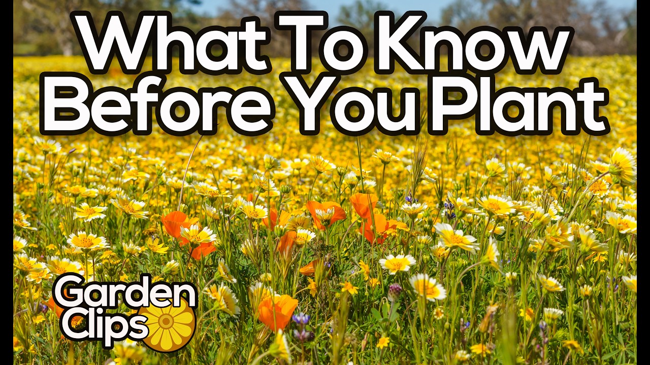 Gardening w Wildflowers - How to plant and maintain a wildflower meadow - North American Wildflowers
