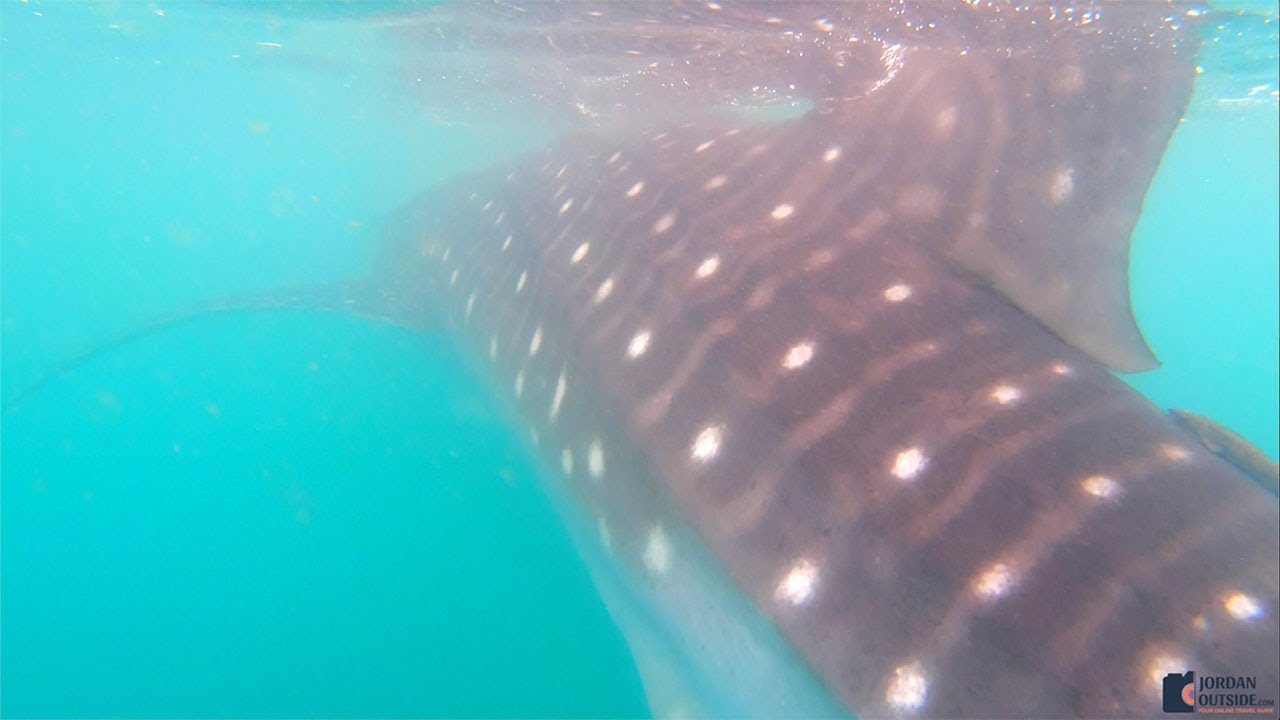 Экскурсия «Встреча с китовыми акулами» от Cabo Adventures