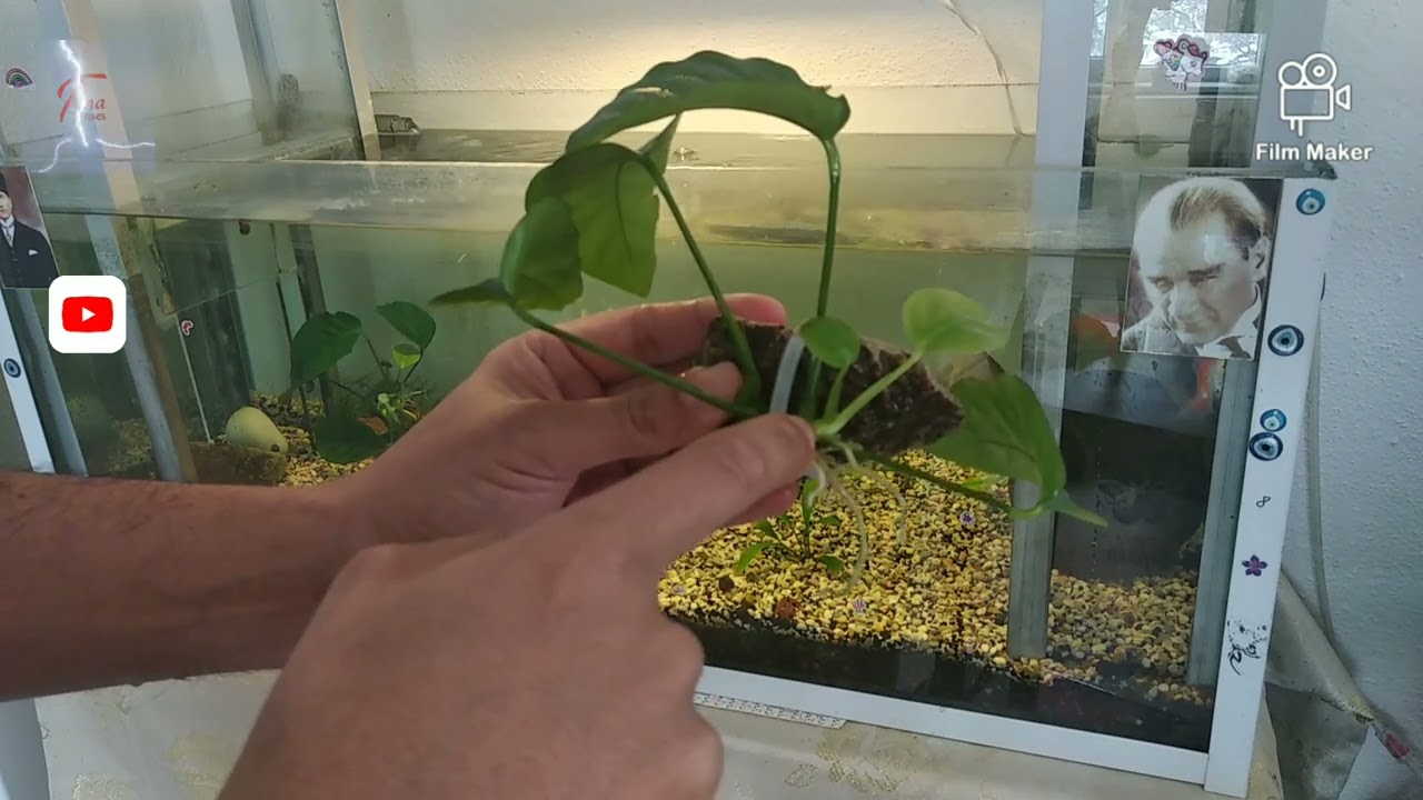 Anubias Bitkisi Nasıl  Dikilir ???