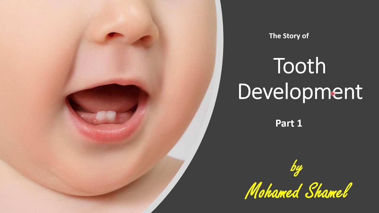 1. Oral Biology:Tooth development PART 1 (quick review)