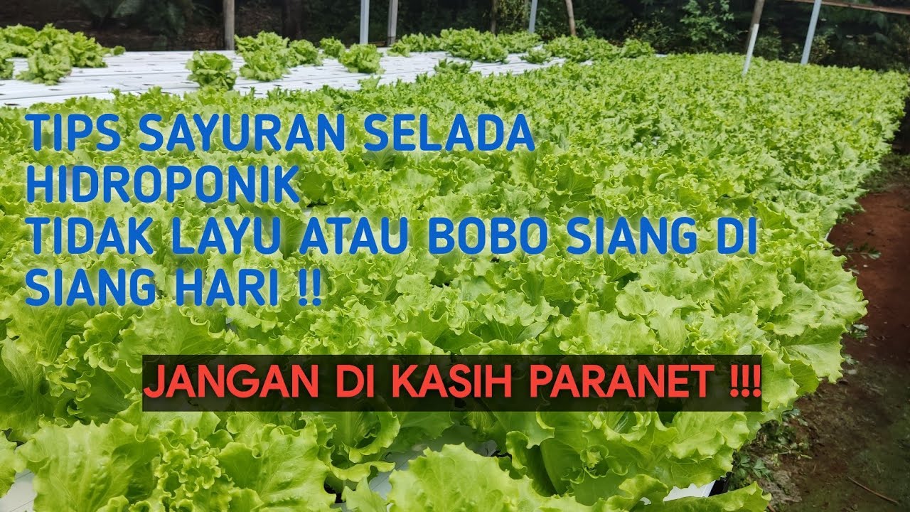 SELADA LAYU DI SIANG HARI ? || Tips Agar Sayuran Tidak Bobo Siang Paling lengkap !!!