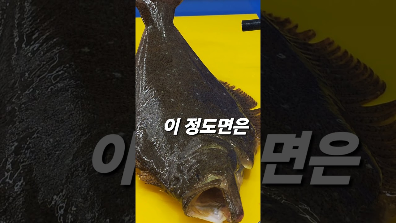 광어 신경 죽이기 #신케지메  #이케시메 #fish