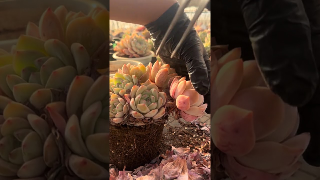 Title: Tackling a Major Project: Unboxing My Succulent Therapy