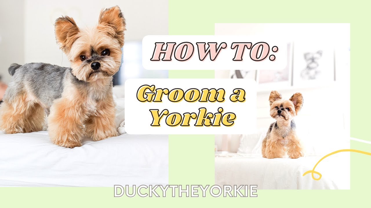 How To Groom a Yorkie Haircut | Duckytheyorkie