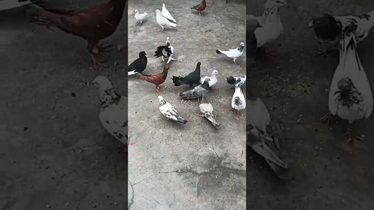 Aa jao mere sath live pigeon lovers ❤️