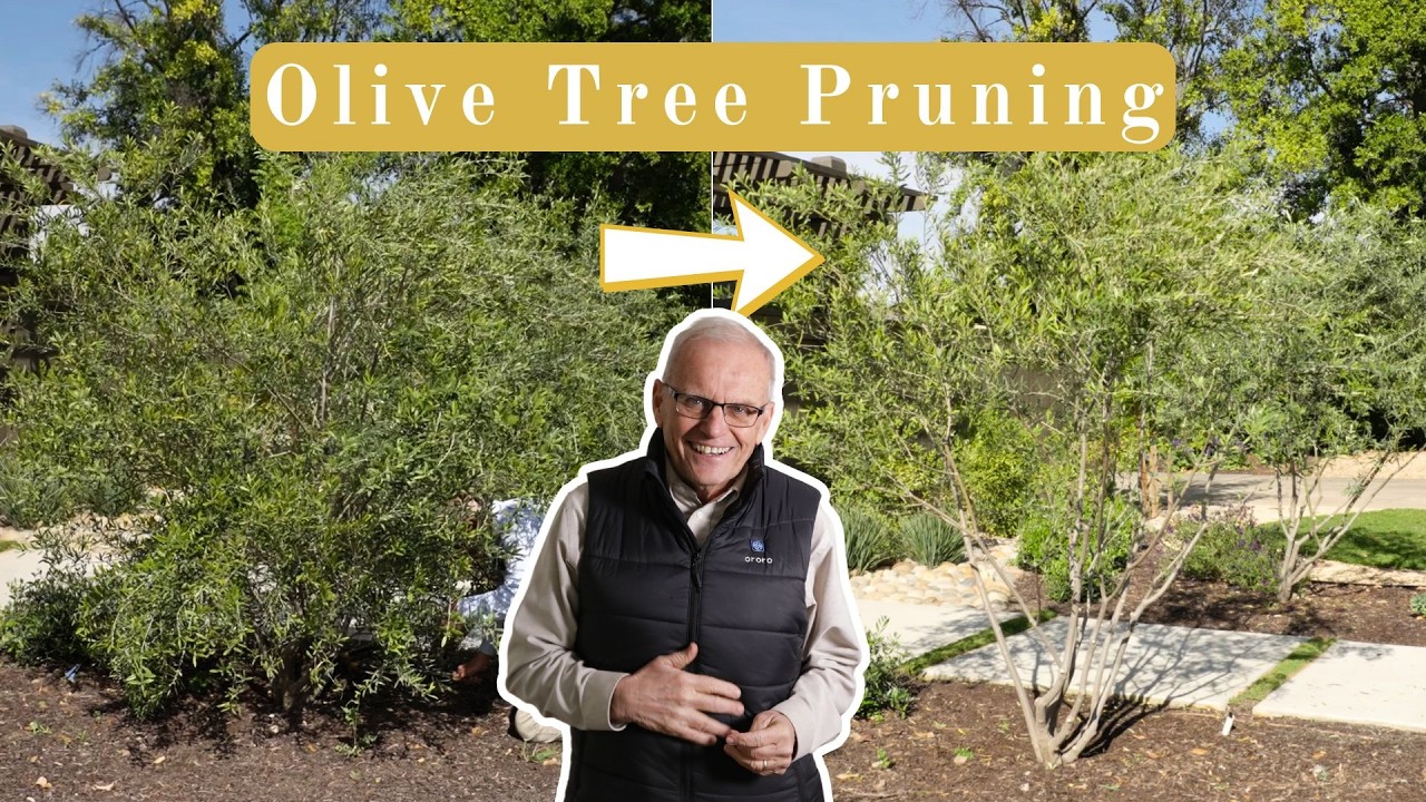 How To Prune & Shape Olive Trees