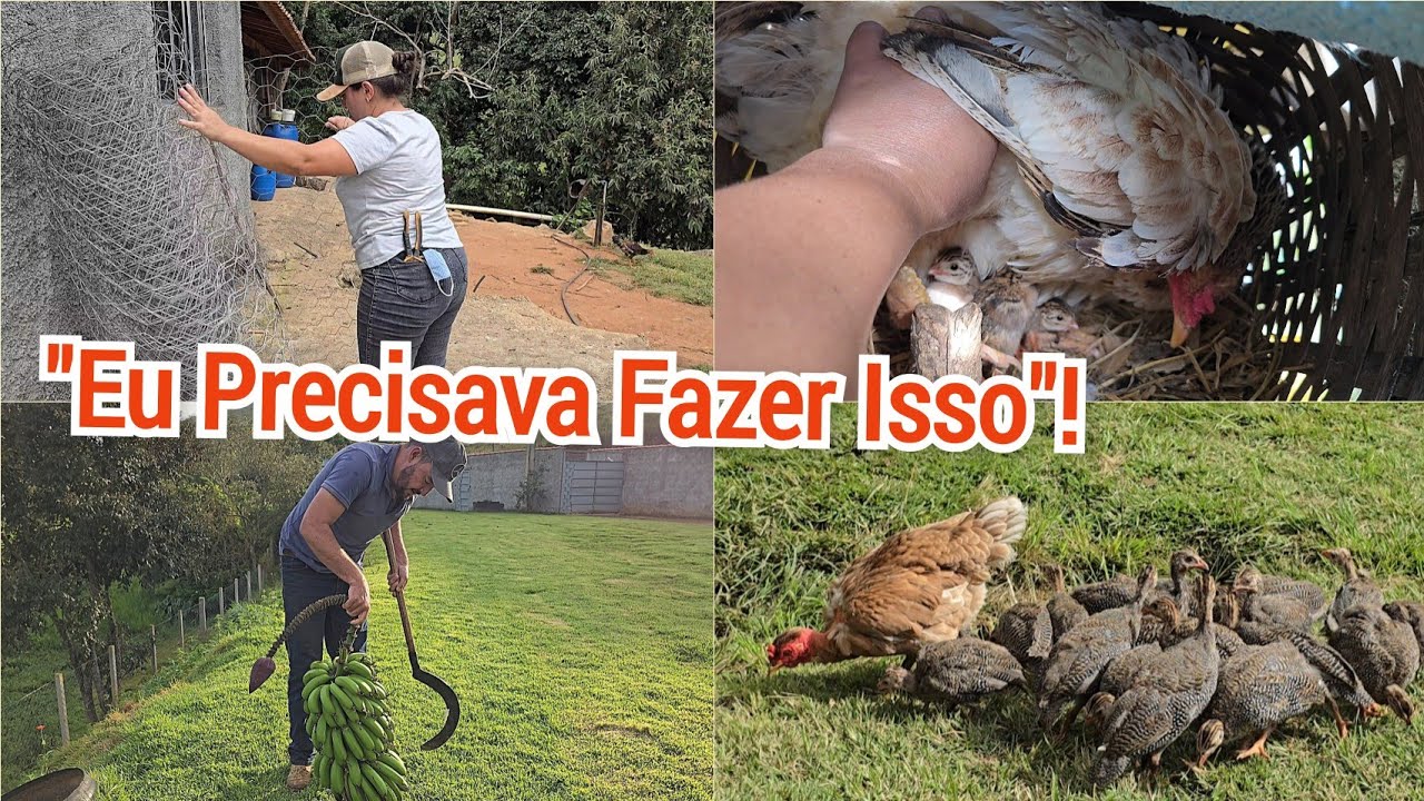 REFORMA E FAXINA NO GALINHEIRO E CANIL/NOVOS FILHOTES+SOLTANDO AS ANGOLINHAS+COLHENDO BANANAS.