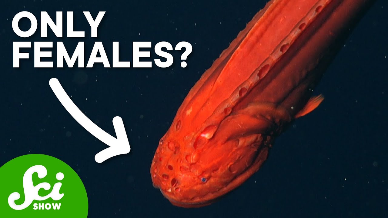 Why Are There No Male Whalefish?