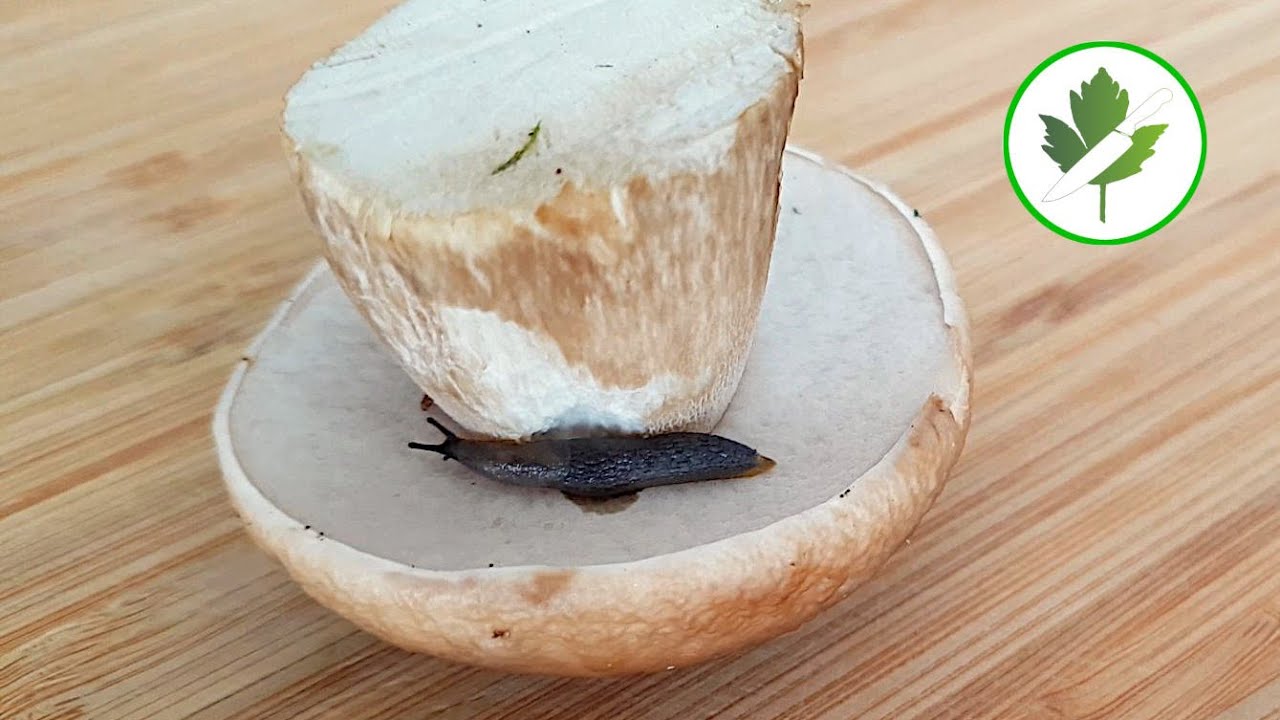 Steinpilze putzen, lagern und optimal verarbeiten