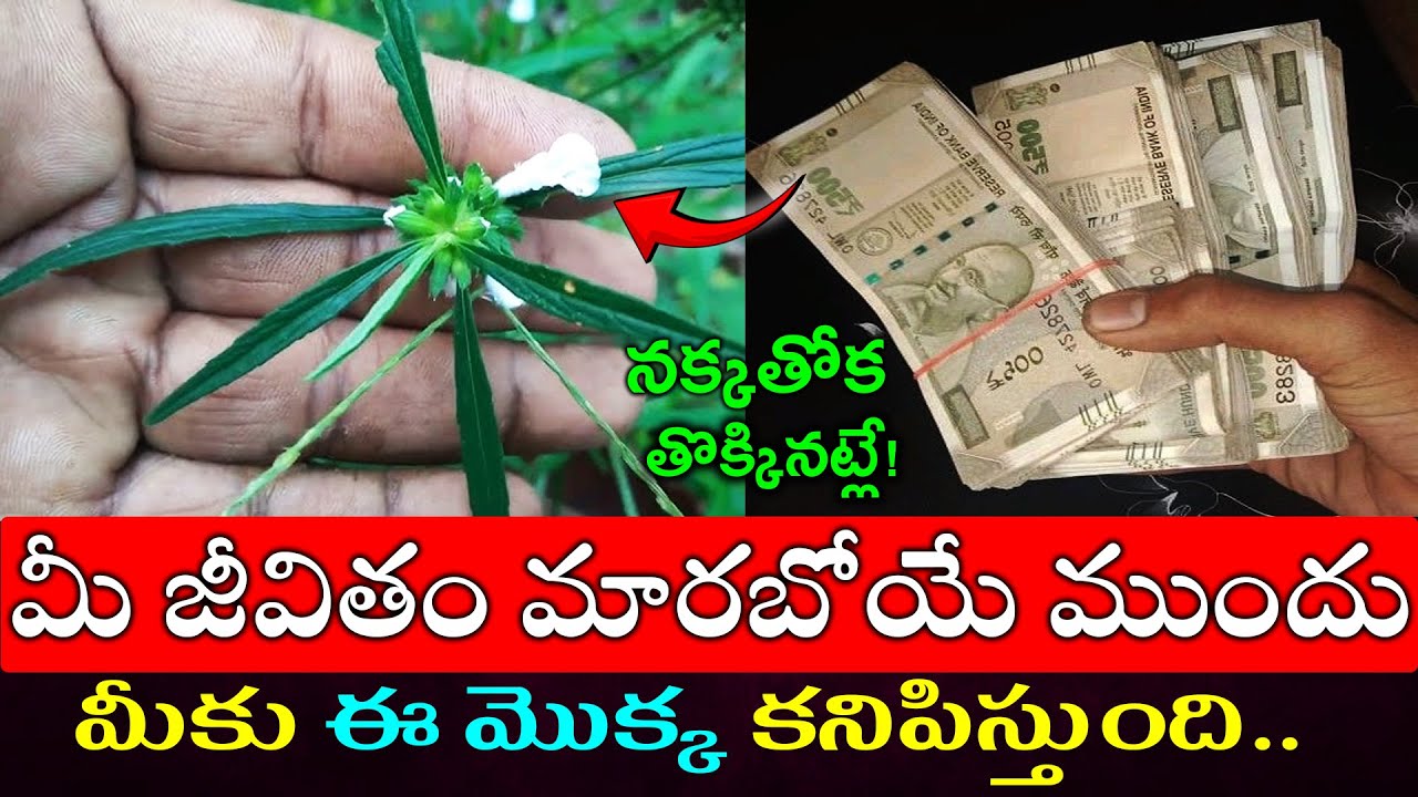 మీ జీవితం మారబోయే ముందు మీకు ఈ మొక్క కనిపిస్తుంది..నక్కతోక తొక్కినట్లే!