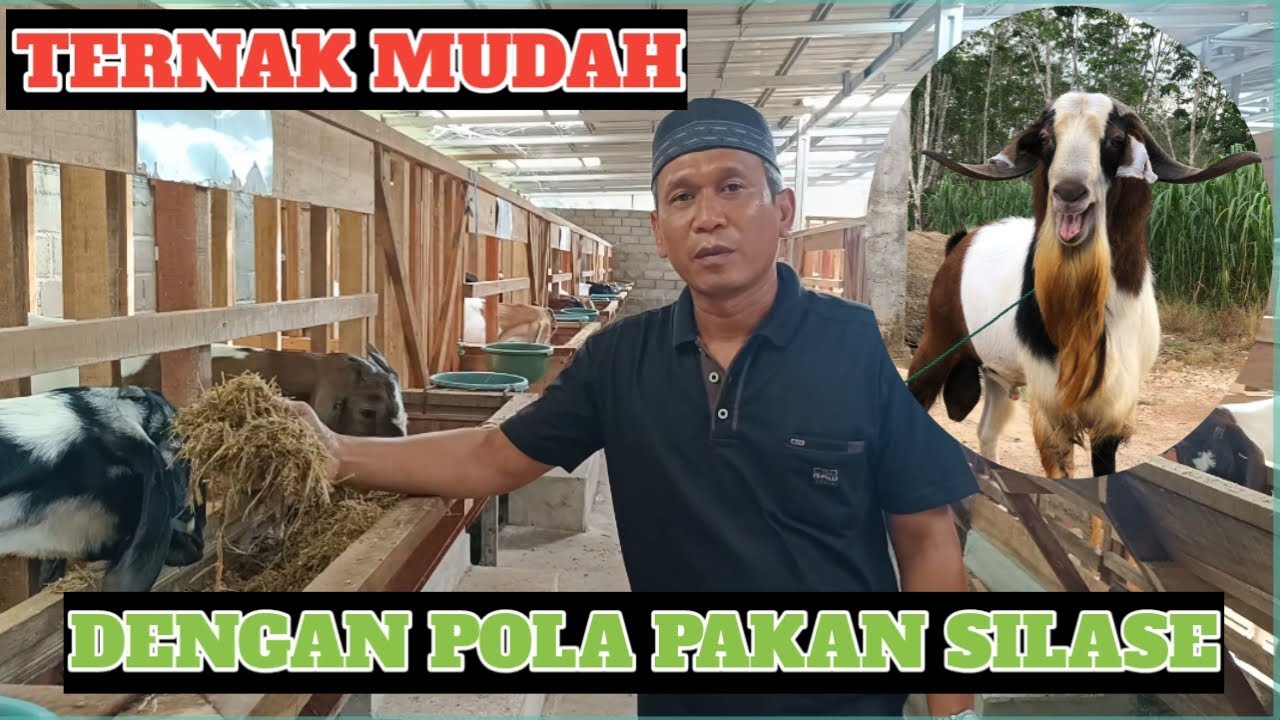 PETERNAK SUKSES | DENGAN POLA PAKAN FULL SILASE!!