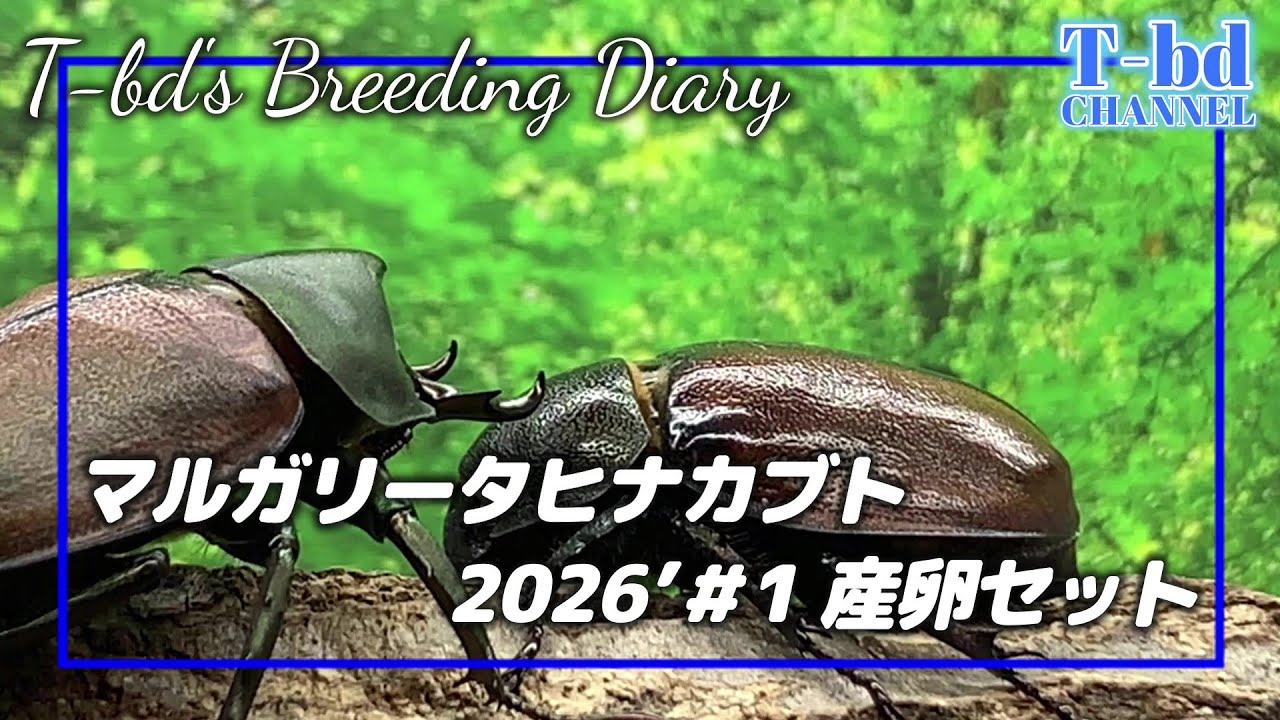 マルガリータヒナカブト2026’＃1『産卵セット』